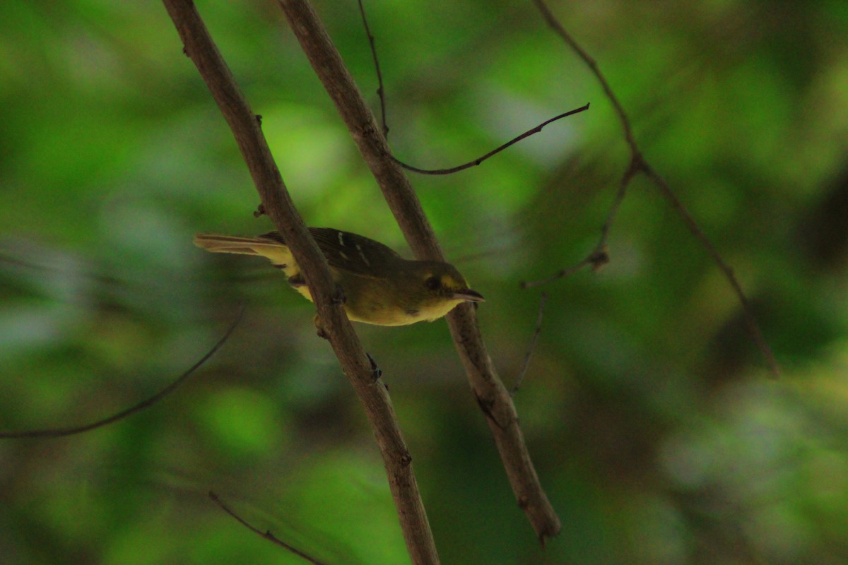 Mangrove Vireo - ML641946156