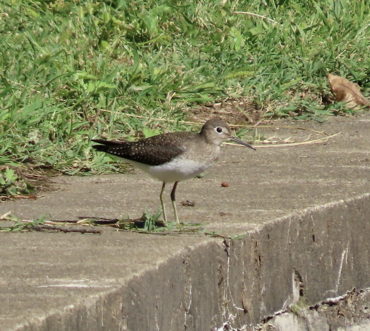 Solitary Sandpiper - ML641946160