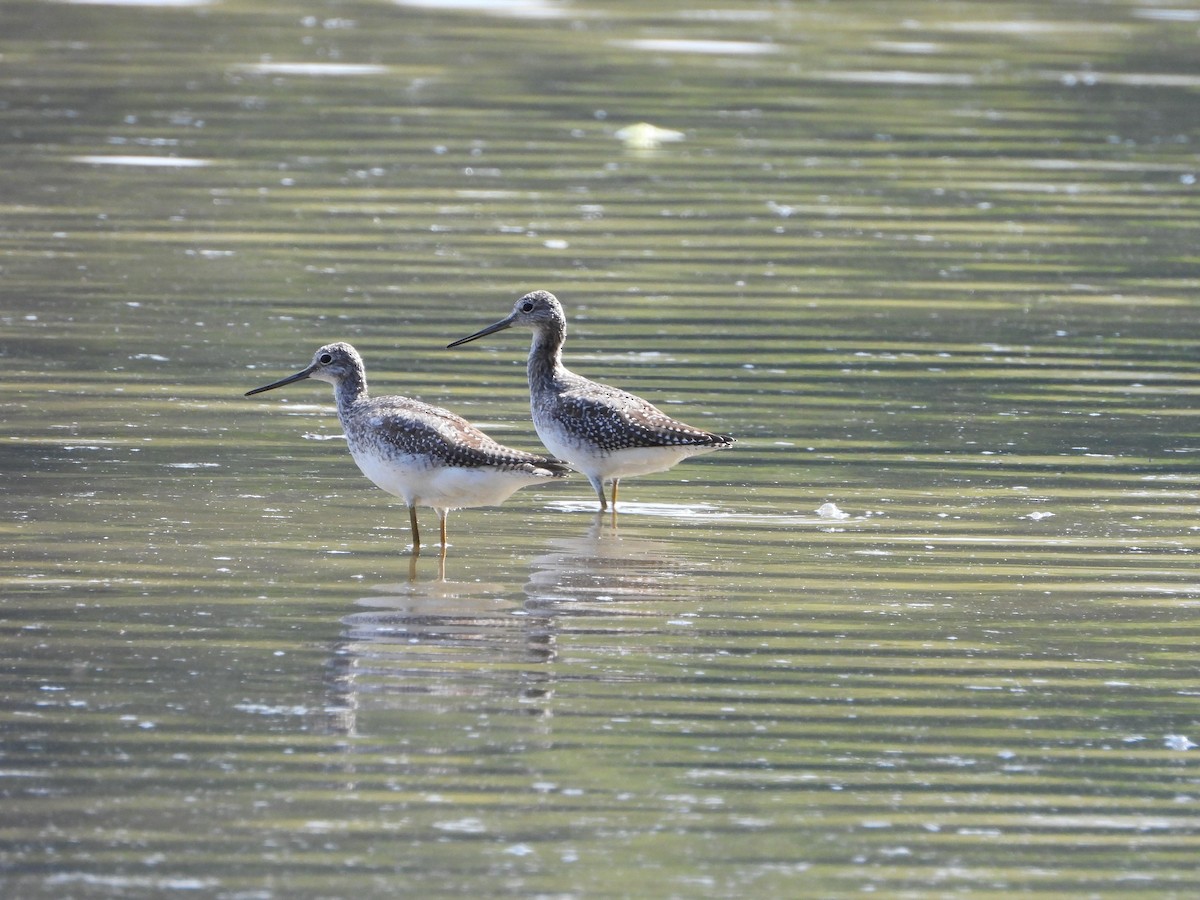 Greater Yellowlegs - ML641946162