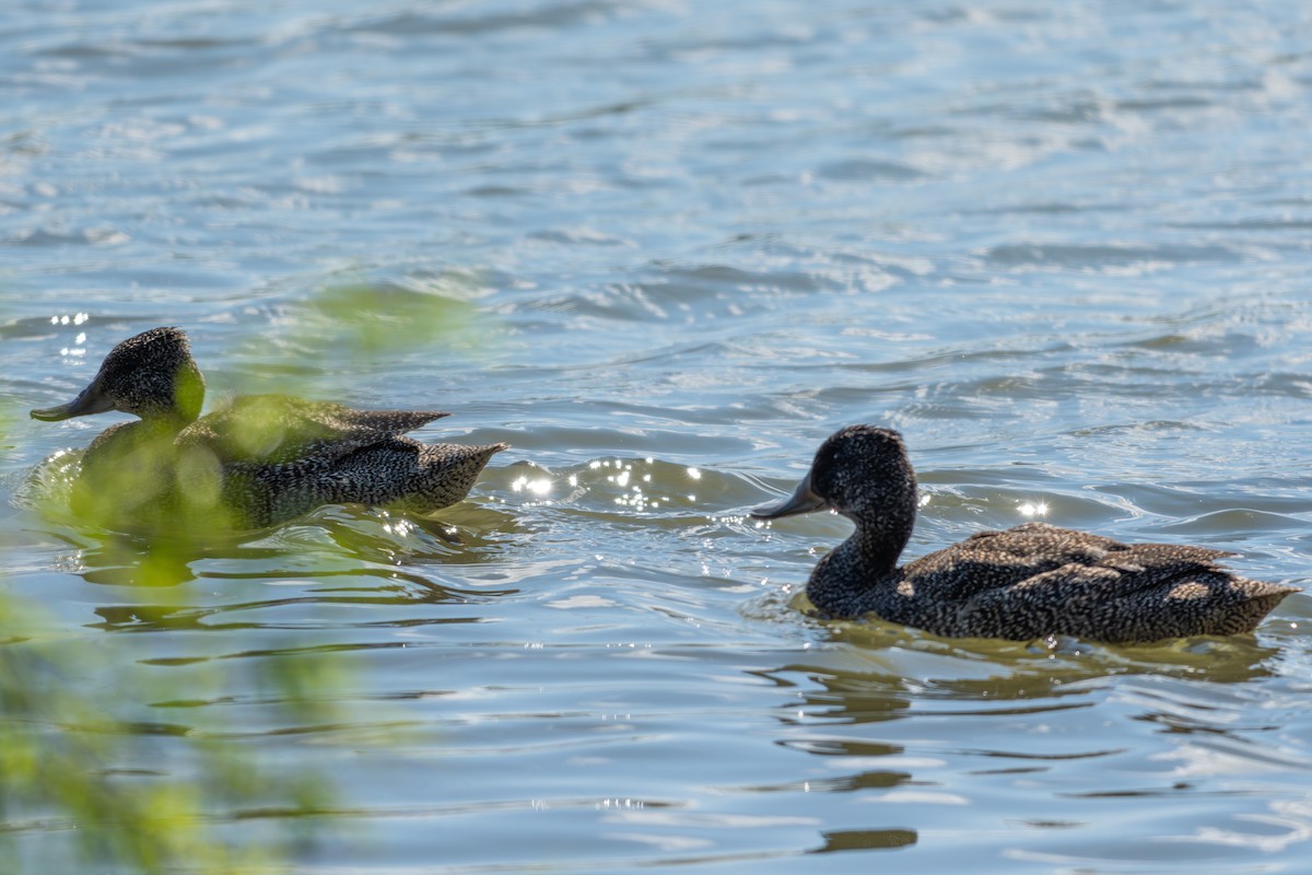 Freckled Duck - ML641946171