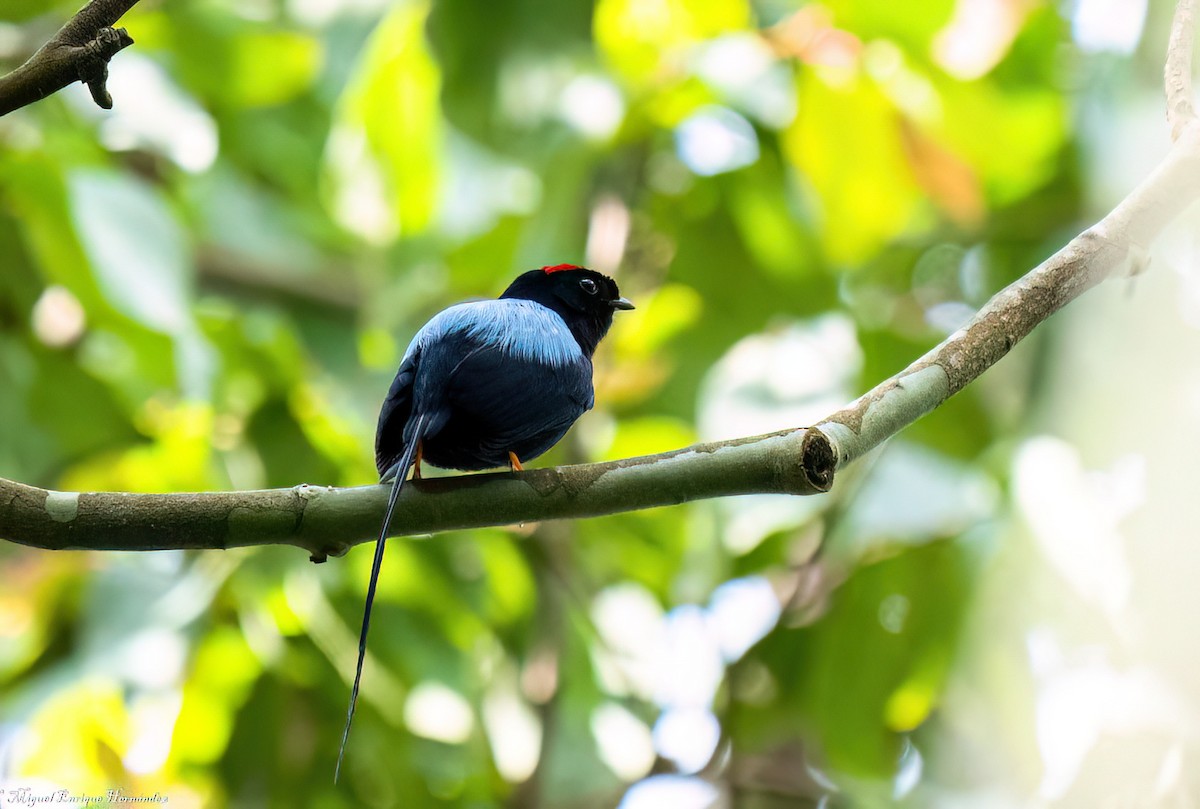 Long-tailed Manakin - ML641946177