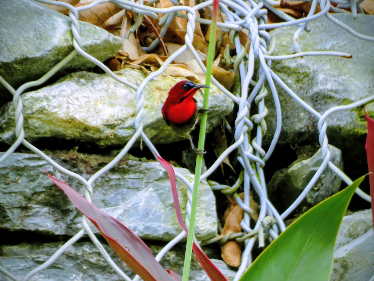 Crimson Sunbird - ML641946225