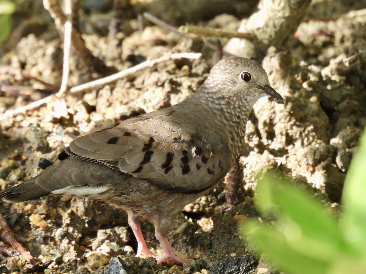 Common Ground Dove - ML641946243