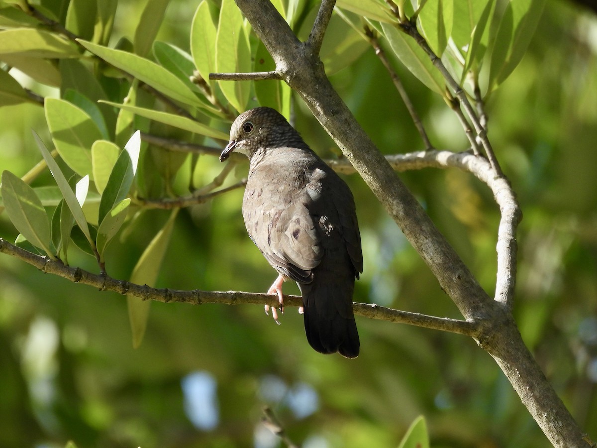 Common Ground Dove - ML641946244