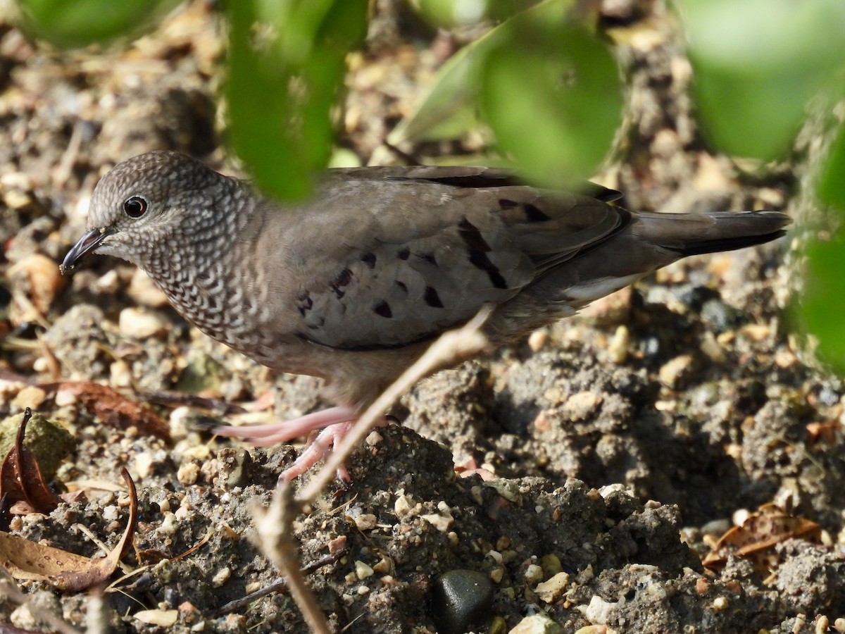 Common Ground Dove - ML641946245