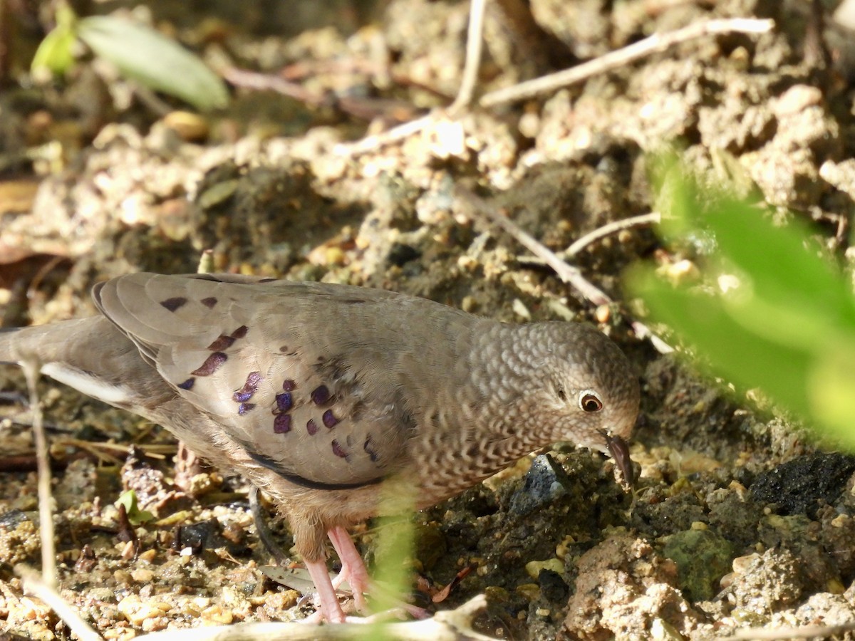 Common Ground Dove - ML641946246
