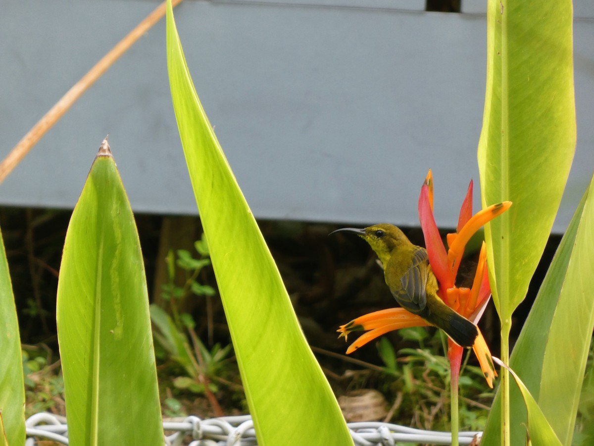 Ornate Sunbird - ML641946259