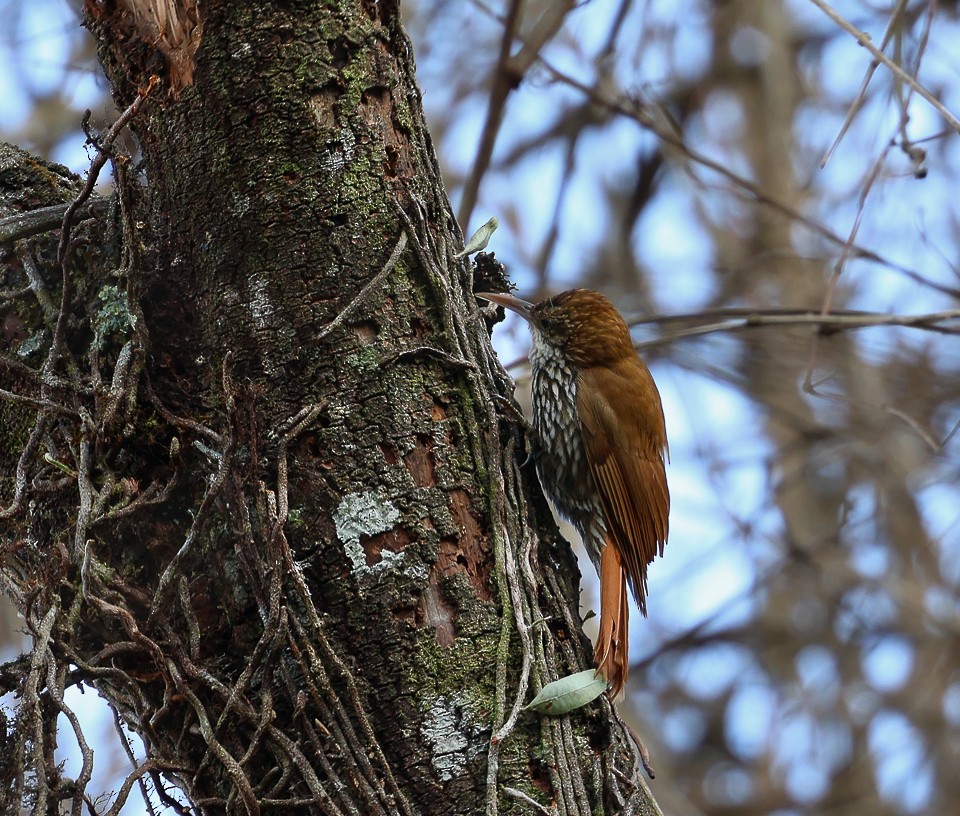Scaled Woodcreeper (Scaled) - ML641946264
