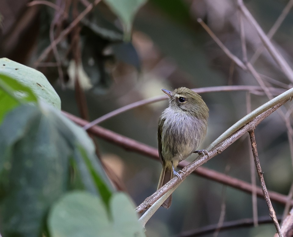 Drab-breasted Pygmy-Tyrant - ML641946273
