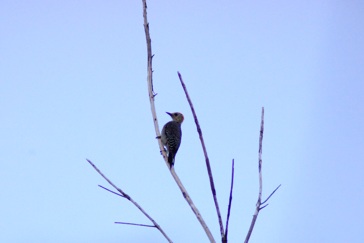 Golden-fronted Woodpecker - ML641946282