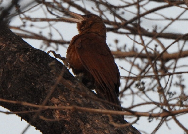 Great Rufous Woodcreeper - ML641946284