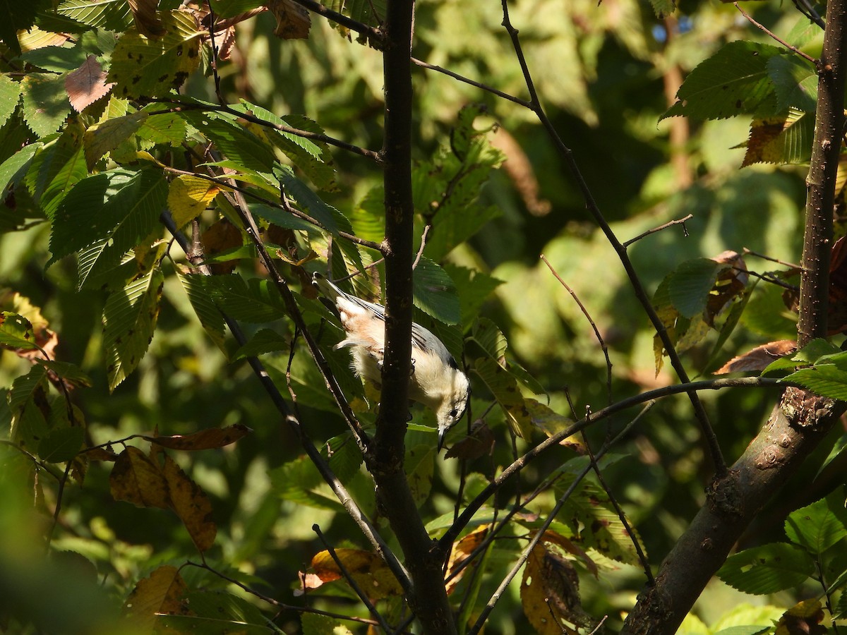 White-breasted Nuthatch - ML641946285