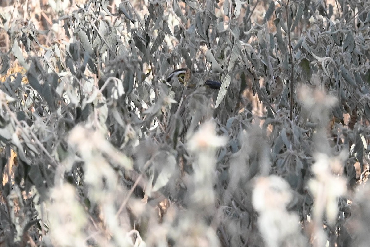 Double-striped Thick-knee - ML641946287