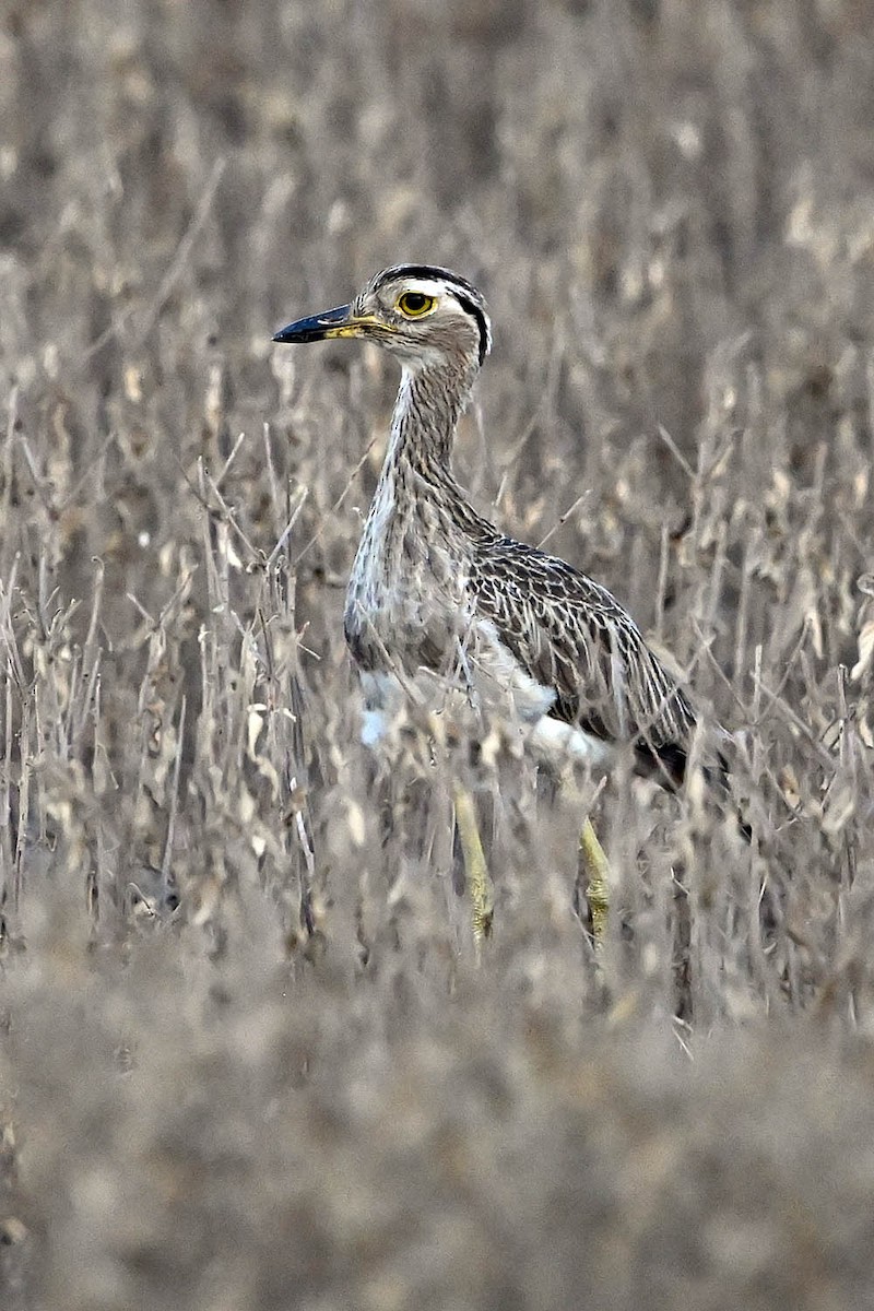 Double-striped Thick-knee - ML641946288