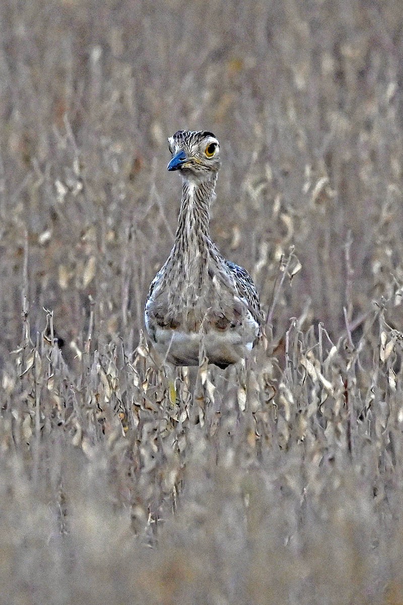 Double-striped Thick-knee - ML641946289