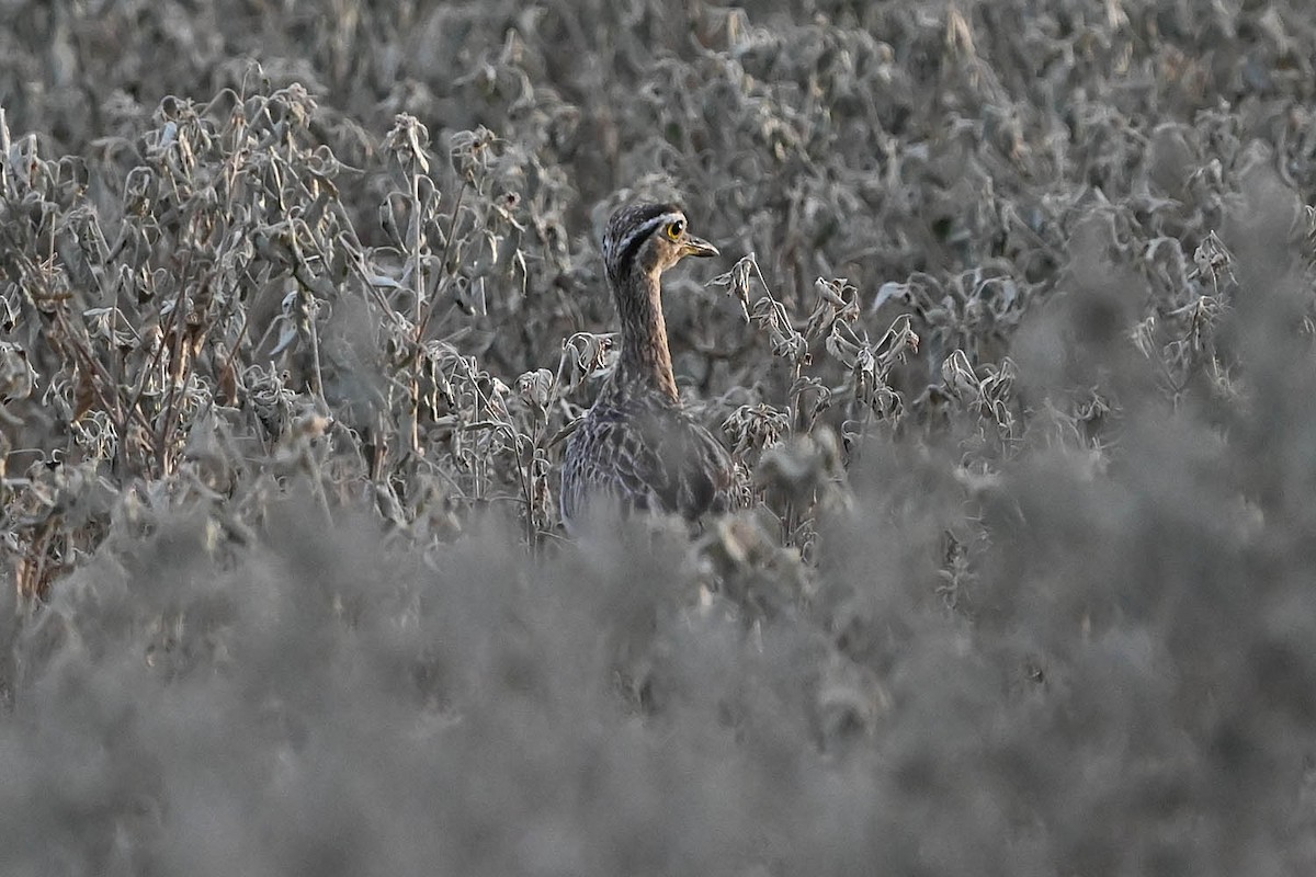 Double-striped Thick-knee - ML641946290