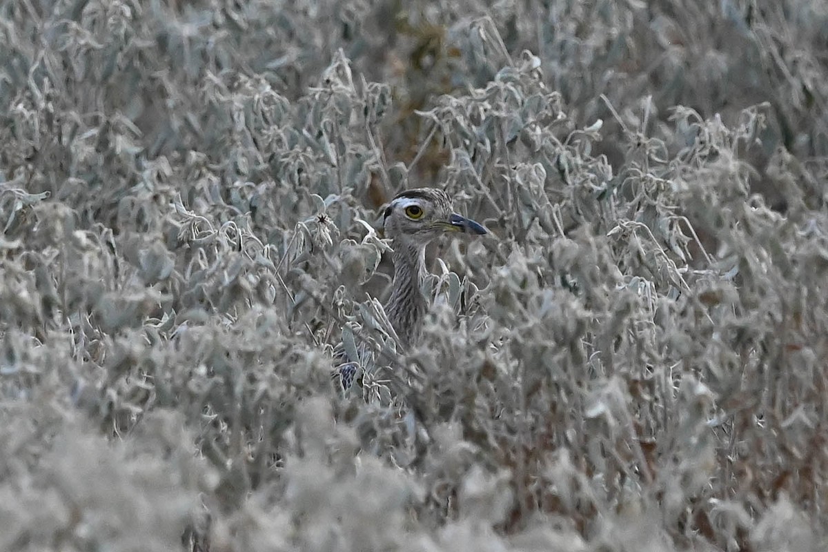 Double-striped Thick-knee - ML641946291