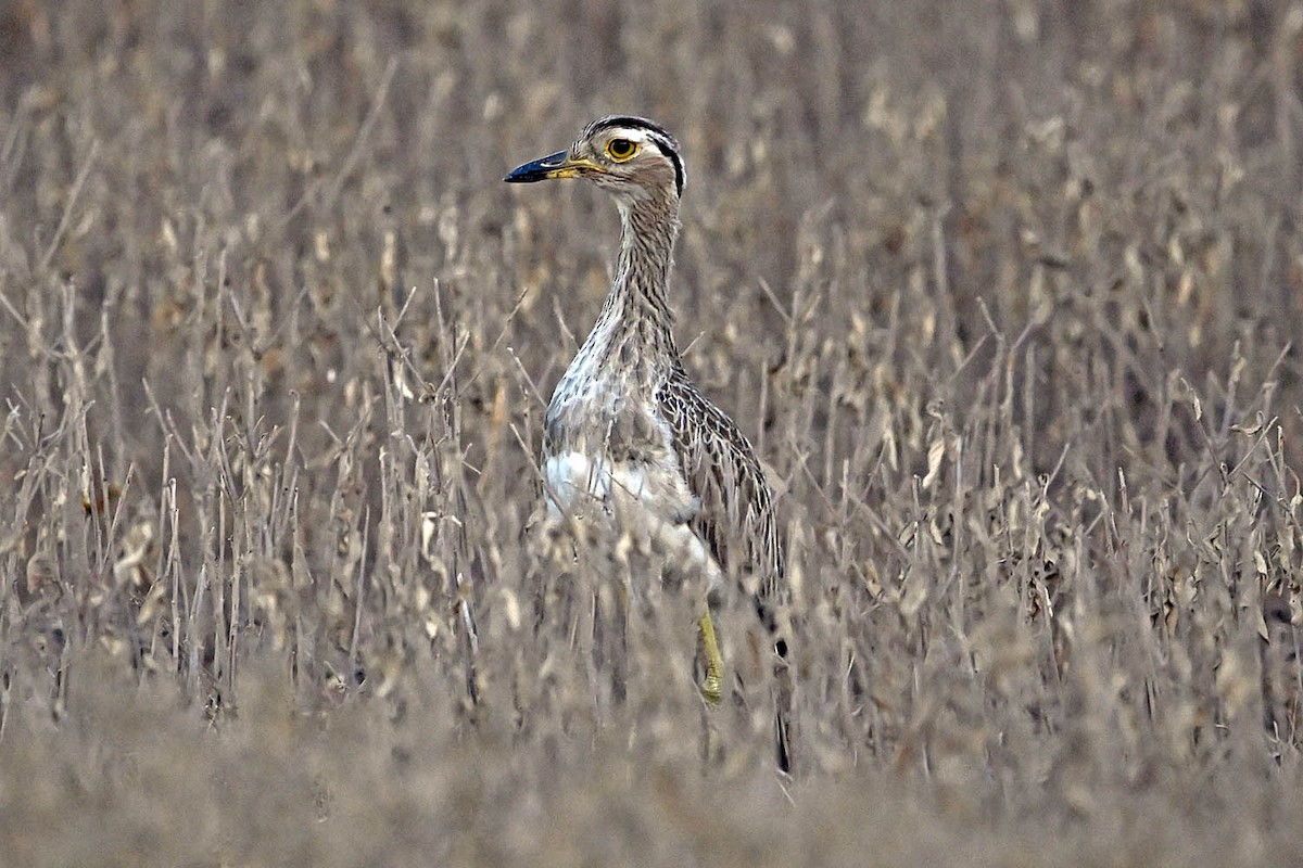 Double-striped Thick-knee - ML641946292