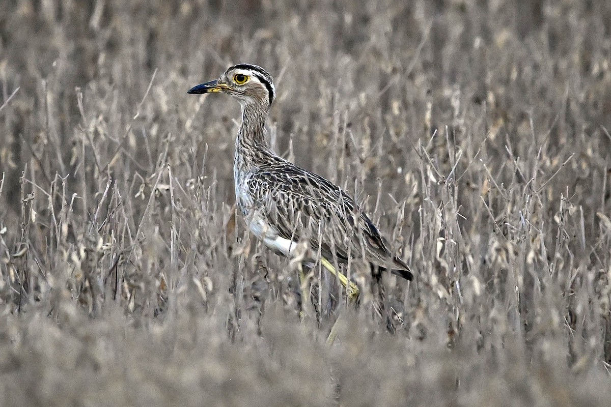 Double-striped Thick-knee - ML641946293