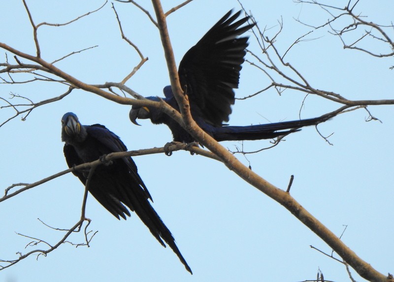 Hyacinth Macaw - ML641946303