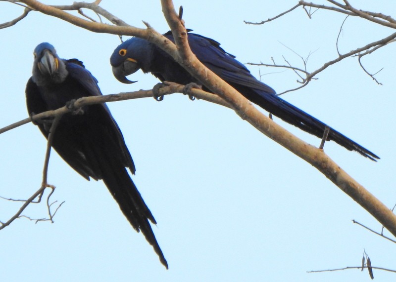 Hyacinth Macaw - ML641946304