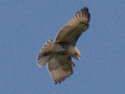 Red-tailed Hawk (borealis) - ML641946315