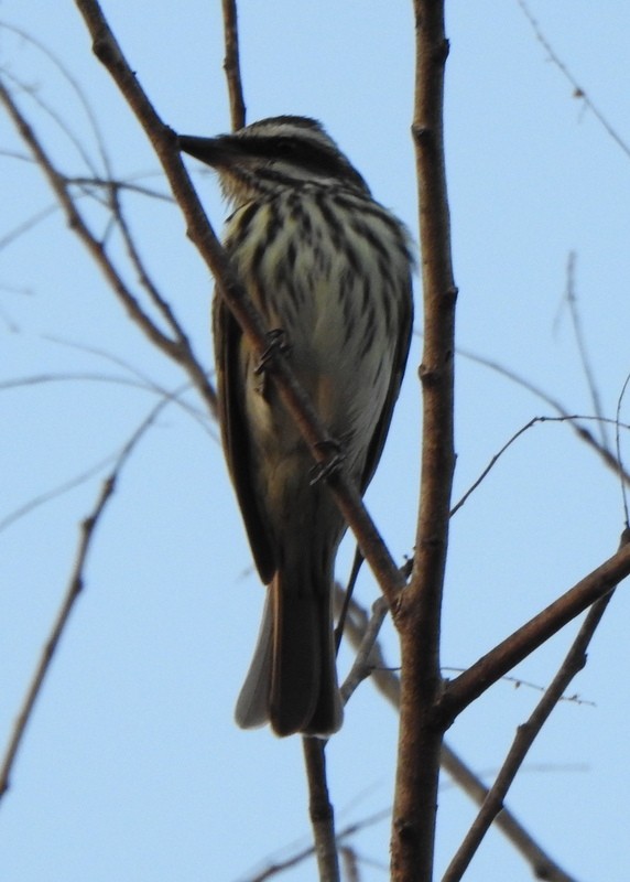 Streaked Flycatcher - ML641946329
