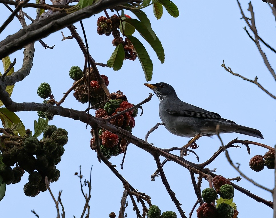Blacksmith Thrush - ML641946332