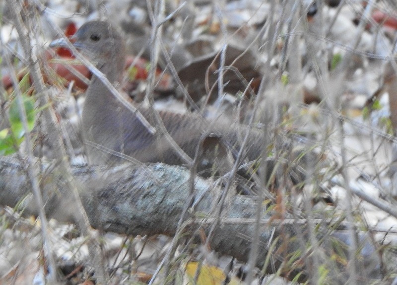 Undulated Tinamou - ML641946341