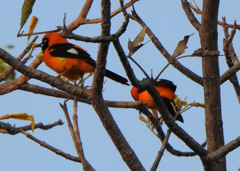 Orange-backed Troupial - ML641946353