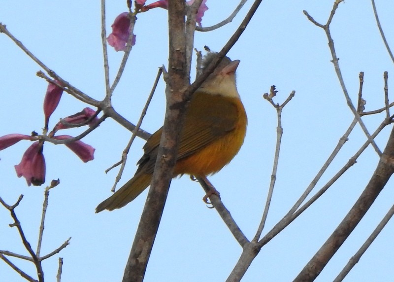 Gray-headed Tanager - ML641946364