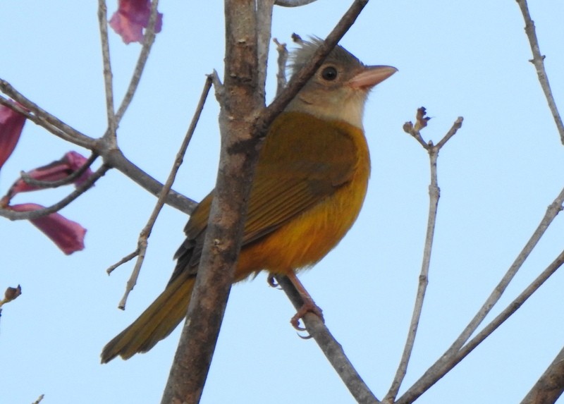 Gray-headed Tanager - ML641946365