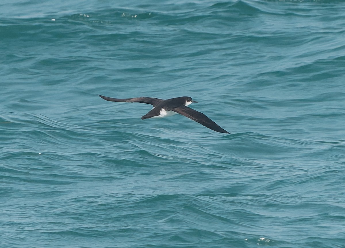 Manx Shearwater - ML641946372