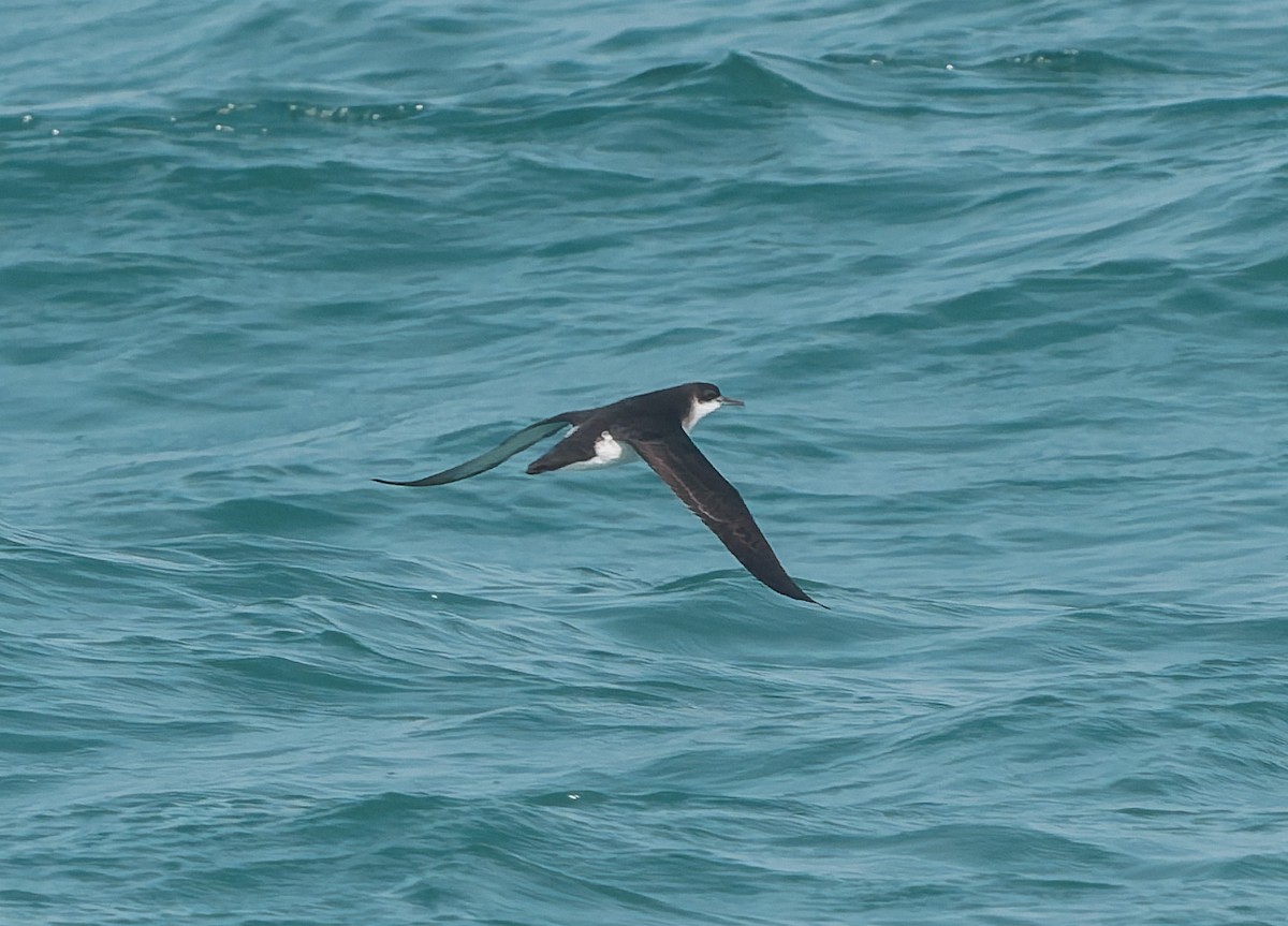 Manx Shearwater - ML641946373