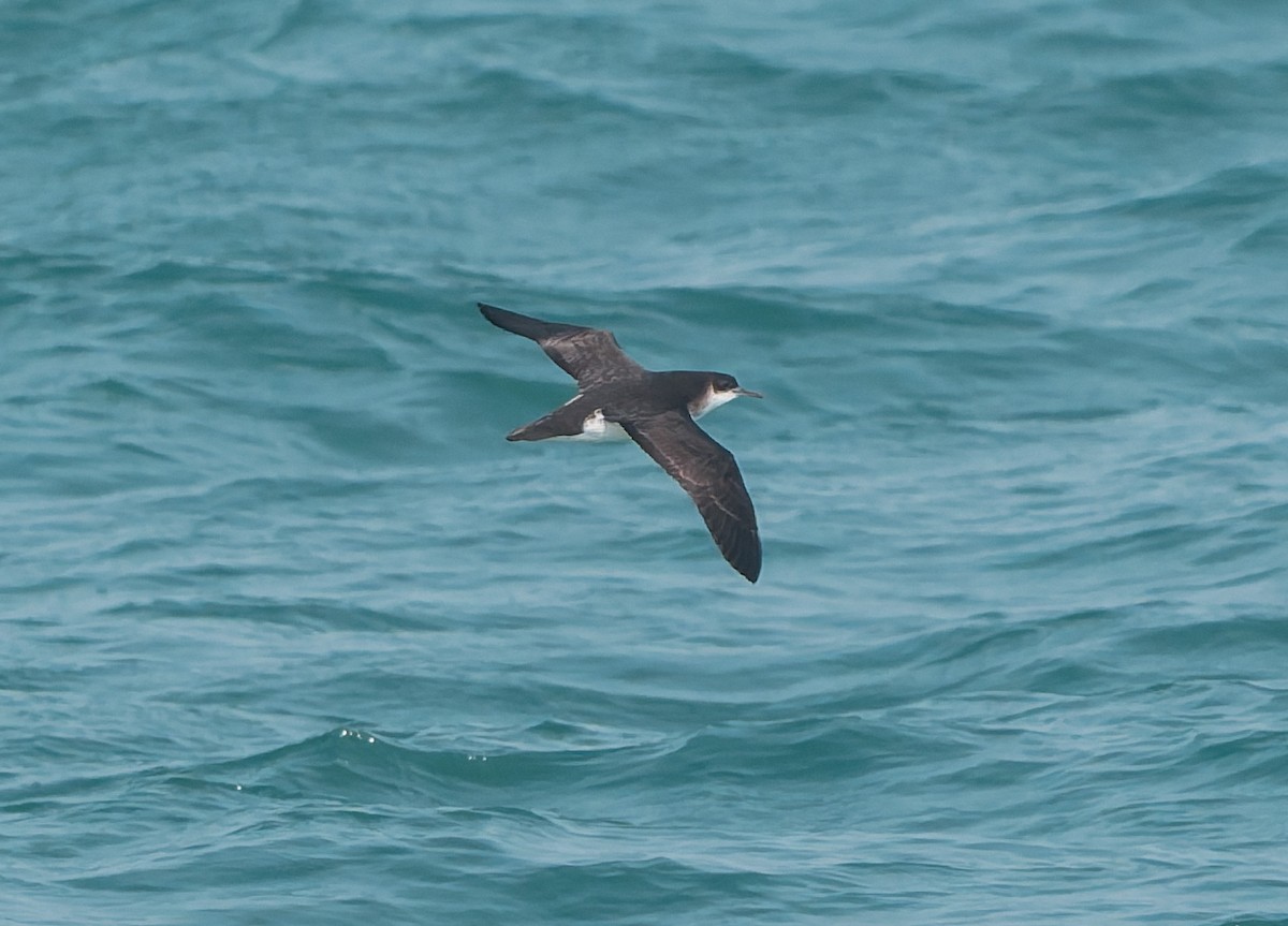 Manx Shearwater - ML641946374