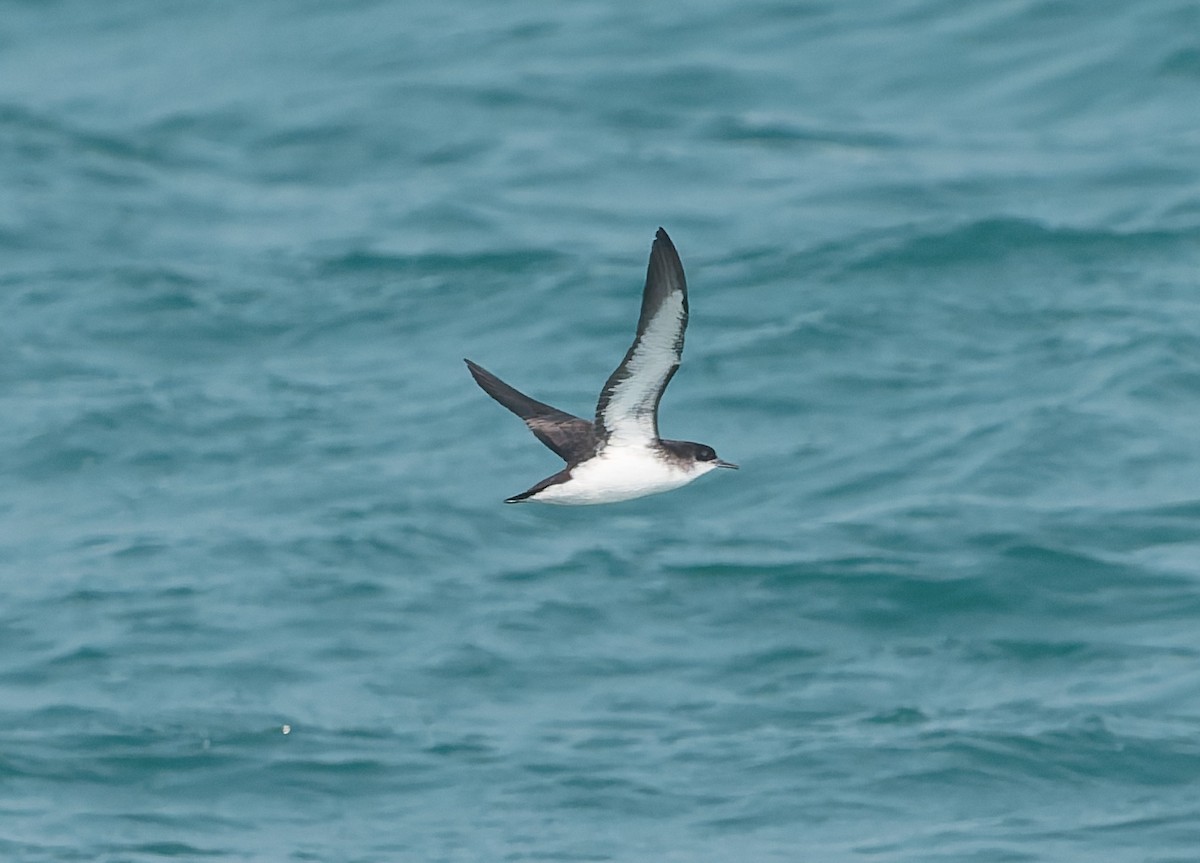 Manx Shearwater - ML641946375