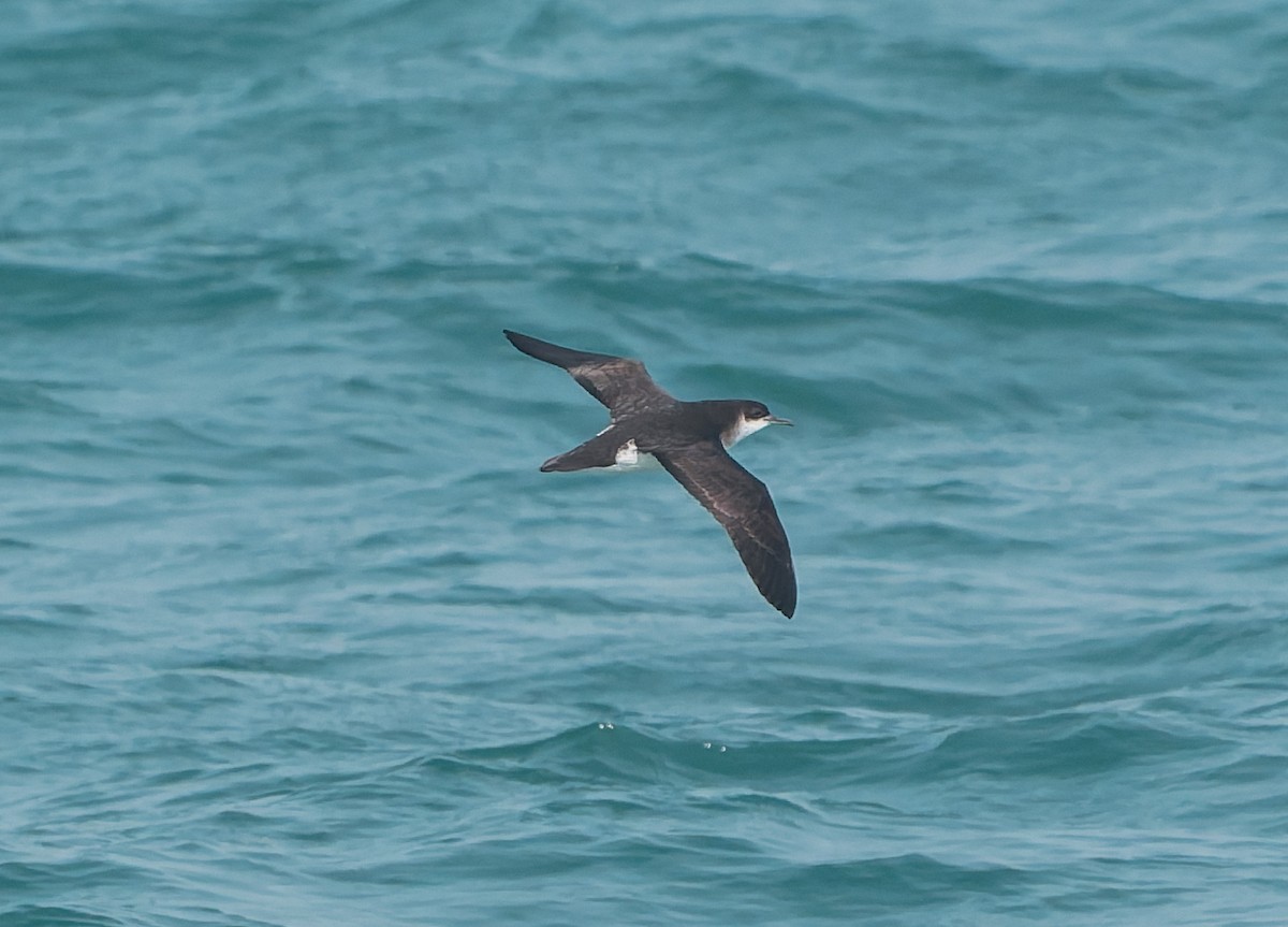 Manx Shearwater - ML641946376