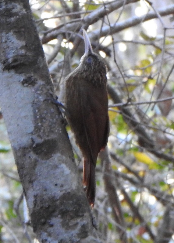 Buff-throated Woodcreeper - ML641946392