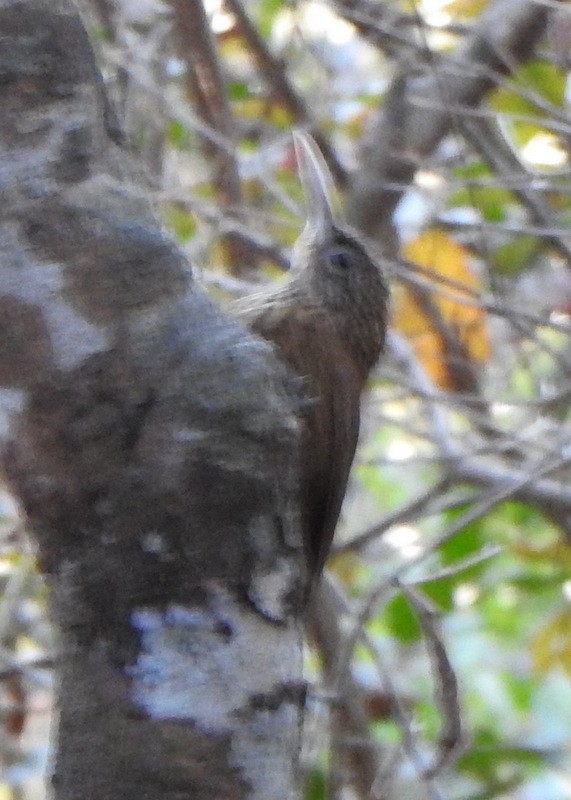 Buff-throated Woodcreeper - ML641946393