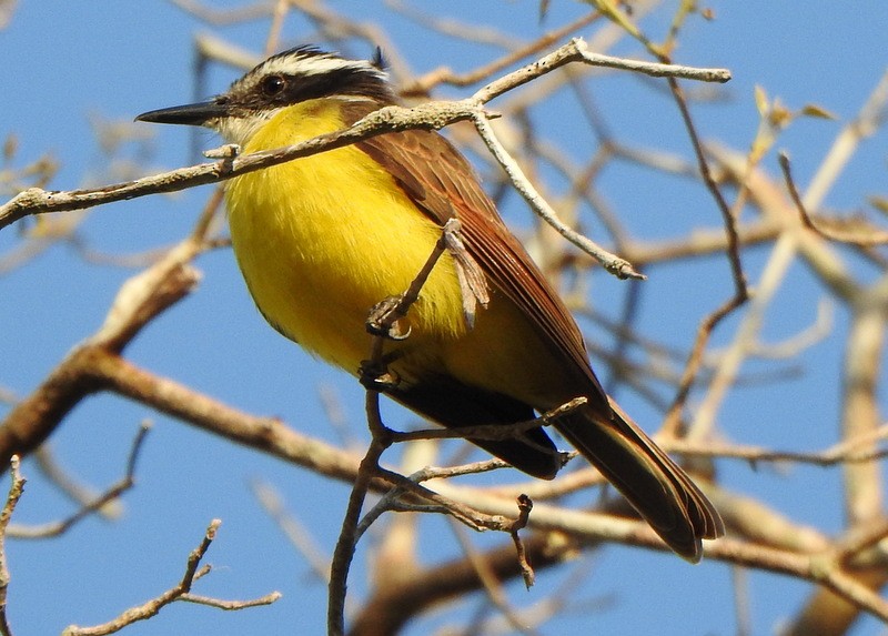 Lesser Kiskadee - ML641946400