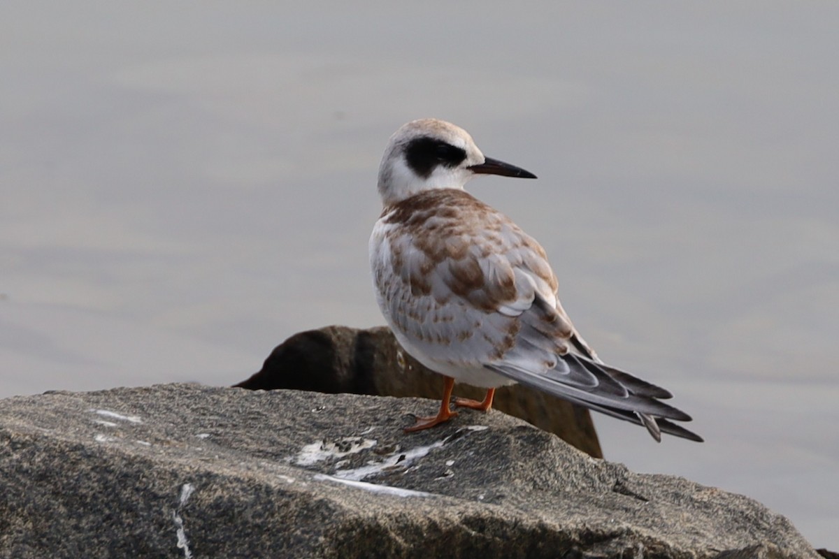 Forster's Tern - ML641946402
