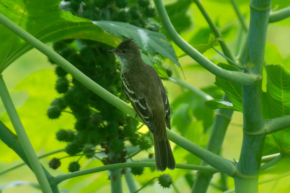Noronha Elaenia - ML641946430