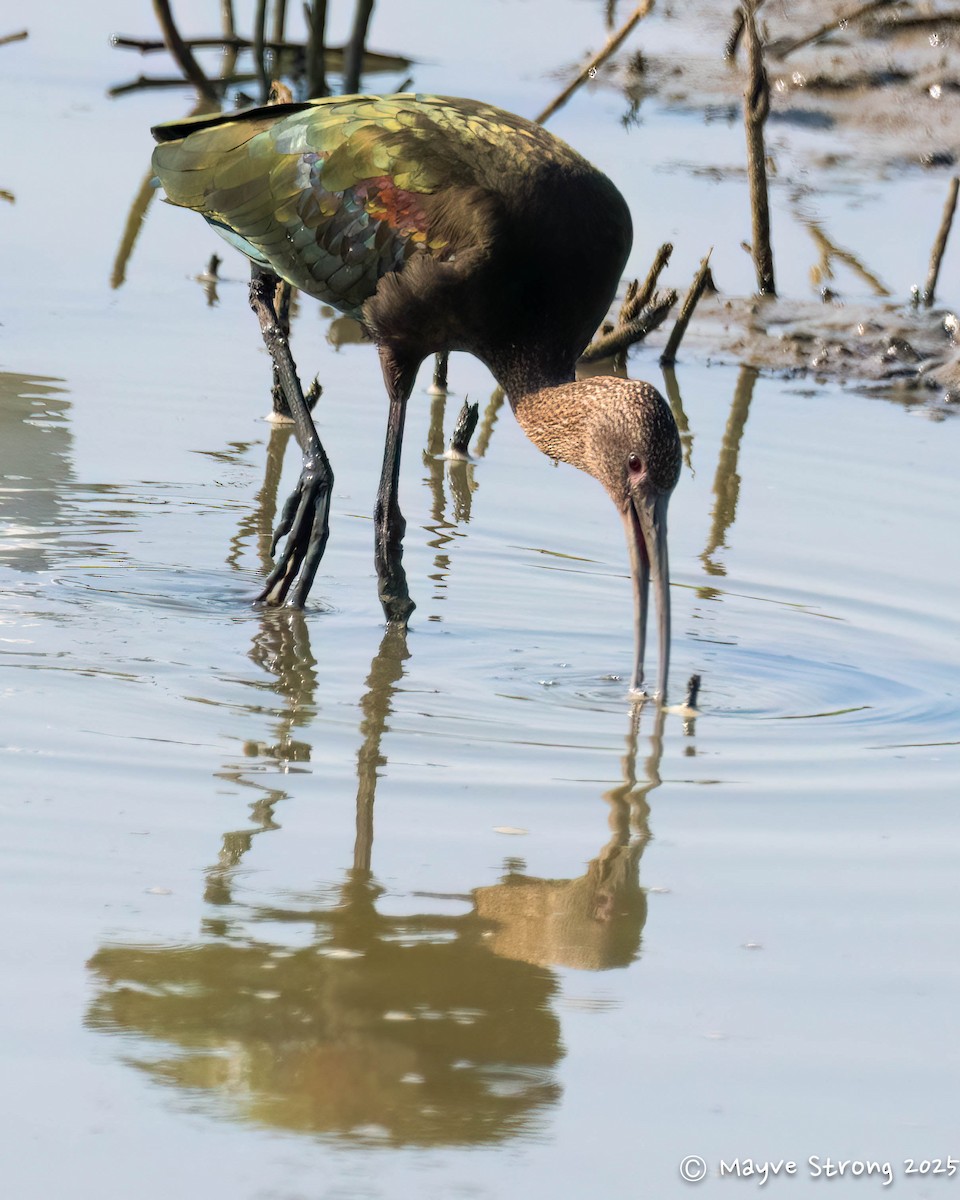 White-faced Ibis - ML641946434