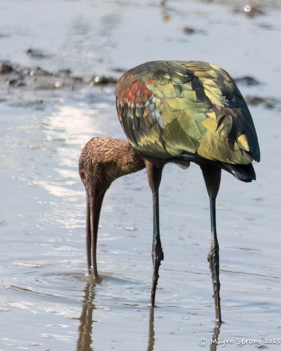White-faced Ibis - ML641946435