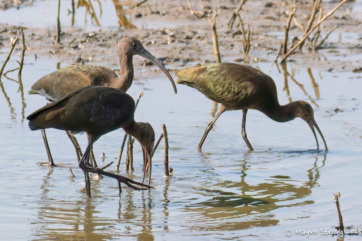 White-faced Ibis - ML641946436