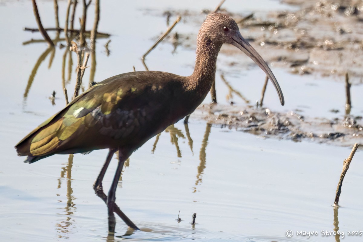White-faced Ibis - ML641946437