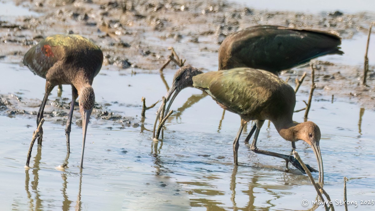 White-faced Ibis - ML641946438