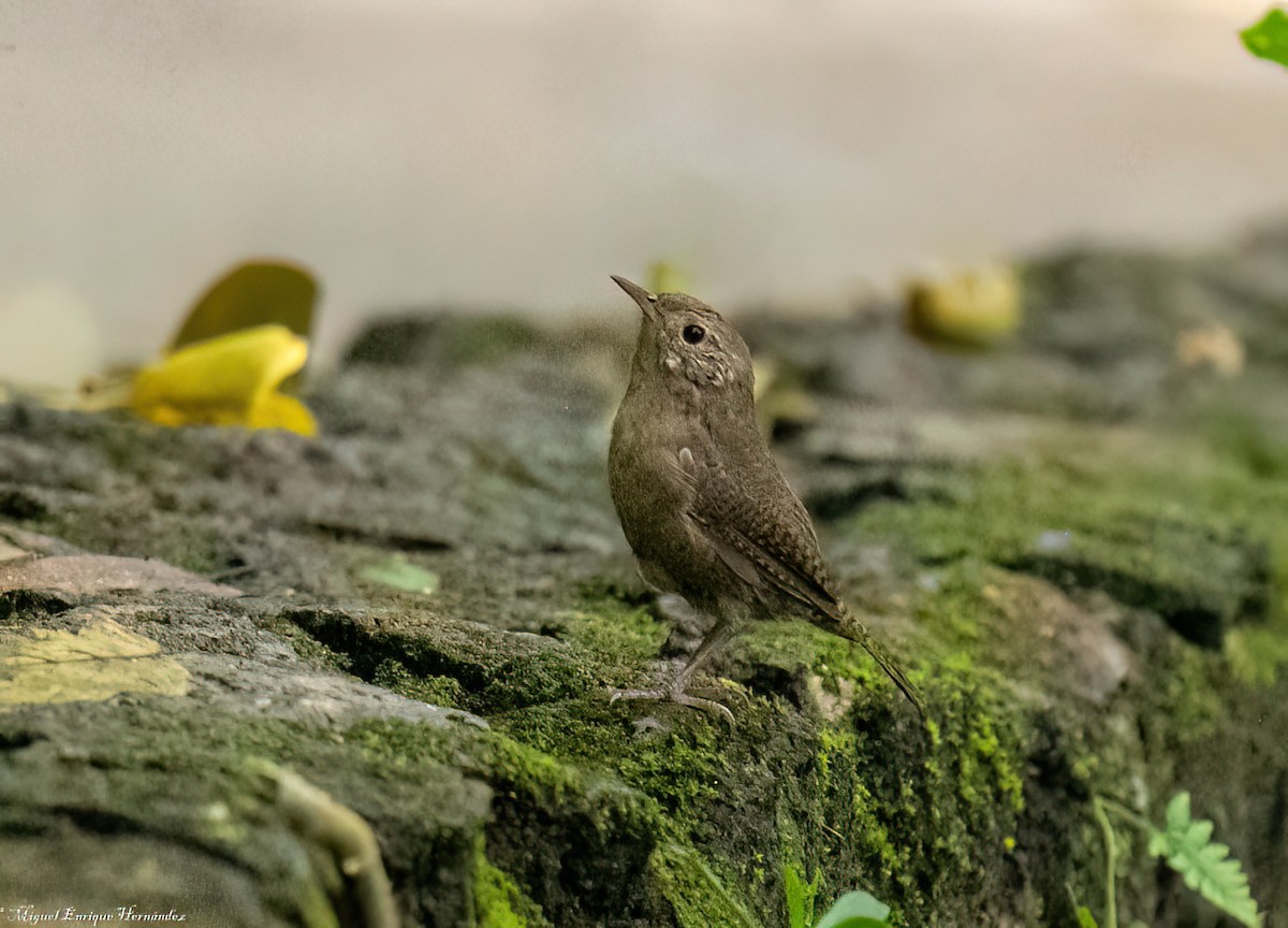 Southern House Wren - ML641946455