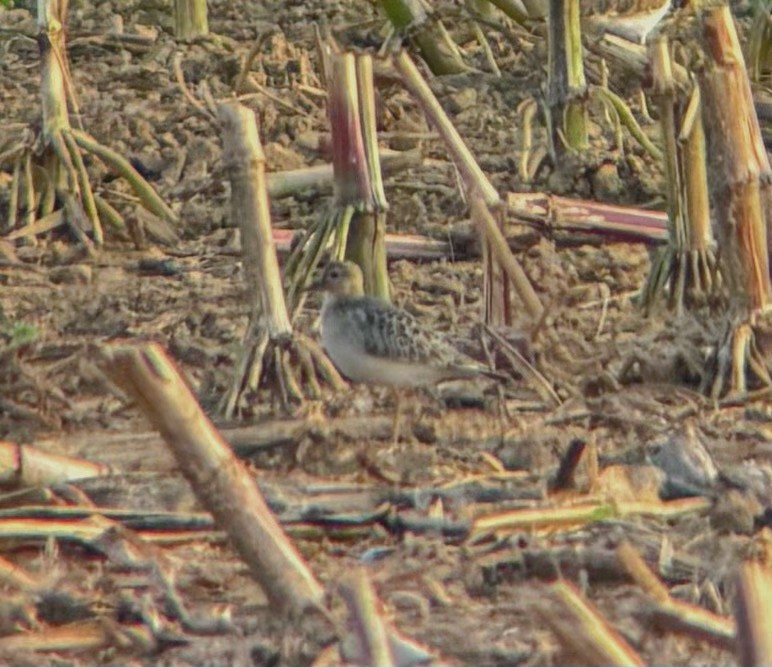 黃胸鷸 - ML641946466