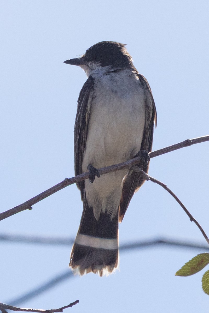 Eastern Kingbird - ML641946484